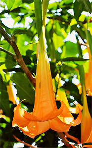 Engelentrompet (San Marcos La Laguna, Guatemala)